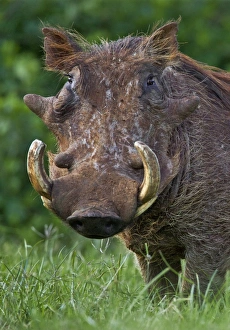 African Animal Gallery: A battle-scared male warthog in the Salient of the Aberdare National Park