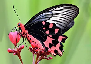Batwing Butterfly on Peregrina Flower