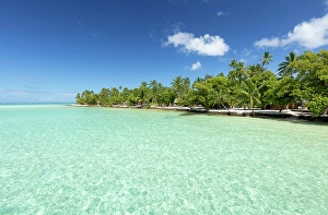 Society Islands Prints: Beach finged with palm trees, Taha'a, Society Islands, Pacific Ocean, French Polynesia