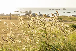 Coastal Landscape Prints: Beach grass at sunset at the Phare de Pontusval