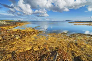 Beach landscape with bladder wrack on Berneray - United Kingdom, Scotland, Outer Hebrides