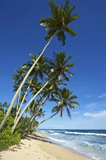 Mirissa Prints: Beach, Mirissa, Sri Lanka