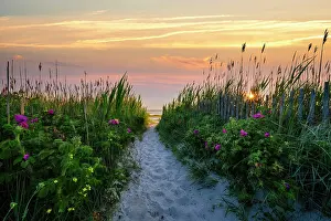 Cape Cod Prints: Beach path with beach roses on Cape Cod beach, Orleans, Massachusetts, USA