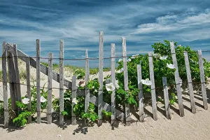 Intimate Landscape Prints: Beach roses on beach fence on Cape Cod, Race Point Beach, Provincetown, Massachusetts, USA