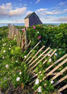 Timeworn Prints: Beach roses at Foster Beach on Cape Cod, Chatham, Massachusetts, USA