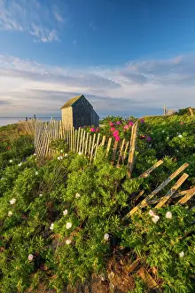 Chatham Prints: Beach roses and shack at Foster Beach, Cape Cod, Chatham, Massachusetts, USA