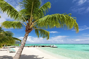 Society Islands Prints: Beach scene with palm trees, , Mo'orea