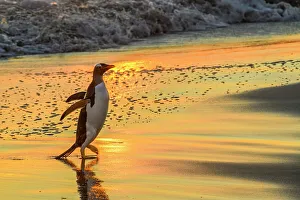 Sand Beach Prints: Beach and surf at sunset, with emerging gentoo penguin