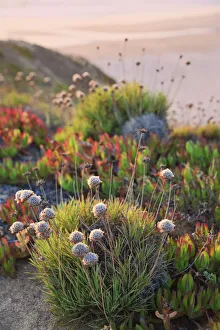 Vila Nova De Milfontes Prints: Beach Wildflowers, Praia do Malhao, Vila Nova de Milfontes, Alentejo, Portugal