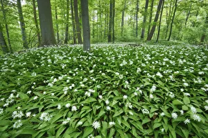 Bear Garlic Prints: Bear garlic in beech forest - Germany, Lower Saxony, Gottingen - Gottinger Stadtwald