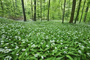 Bear garlic in beech forest - Germany, Lower Saxony, Gottingen - Gottinger Stadtwald