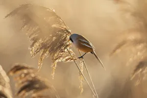 Bearded tit (Panurus biarmicus), male, Radipole Lake RSPB reserve, Weymouth, Dorset