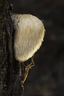 Bearded Tooth (Hericium erinaceus) on oak with resting cranefly, Rhodope Mountains Bearded Tooth (Hericium erinaceus) on oak with resting cranefly, Rhodope Mountains