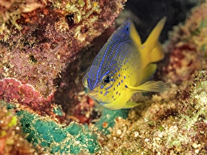 Juvenile Prints: Beaugregory (Stegastes leucostictus) juvenile