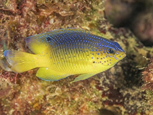 Juvenile Prints: Beaugregory (Stegastes leucostictus) juvenile