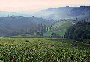 French Wine Regions Gallery: Beaujolais