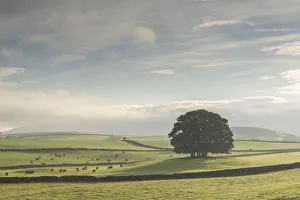 Farmland Prints: Beautiful copse of trees in farmland, Yorkshire Dales National Park, Yorkshire, England