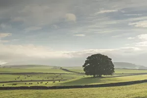 Farmland Collection: Beautiful copse of trees in farmland, Yorkshire Dales National Park, Yorkshire, England