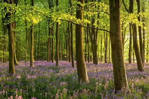 Images Dated 5th July 2022: Beautiful evening sunlight in a bluebell woodland, Wiltshire, England. Spring (May) 2022