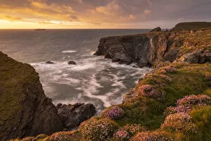 Beautiful evening sunlight on the Cornish wildflower cliffs near Stepper Point, Cornwall