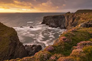 Beautiful evening sunlight on the Cornish wildflower cliffs near Stepper Point, Cornwall