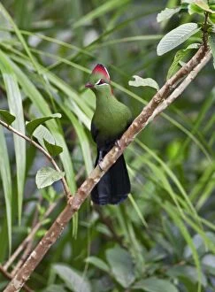African Bird Gallery: A beautiful Fischers Turaco in the Amani Nature Reserve, a protected area of 8