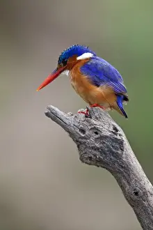 Selous Prints: A beautiful Malachite kingfisher perched overlooking the Rufiji River in Selous Game Reserve