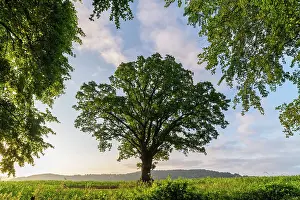 Herefordshire Prints: Beautiful mature Oak tree in the countryside near Goodrich Castle