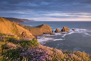 Beautiful sea pink wildflowers on the clifftops above Screda Point, Hartland Quay