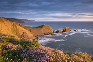 North Devon Prints: Beautiful sea pink wildflowers on the clifftops above Screda Point, Hartland Quay