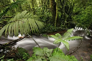 Biodiversity Collection: A beautiful stream in Panamas Parque De Nacional De Amistad and surrounding lush