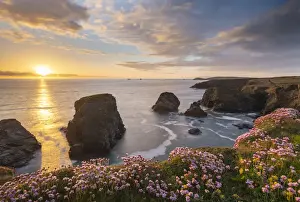 Beautiful sunset over the wildflower clifftops of North Cornwall, England
