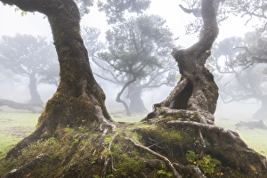 Tree Branch Prints: Beautiful view at Fanal Forest during a foggy day, Porto Moniz, Madeira, Portugal