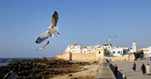 Seagull Prints: The beautiful and windy city of Essaouira. Morocco