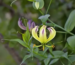 Lily Prints: A beautiful yellow variant of the red Flame Lily (Gloriosa superba)
