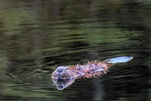 Provincial Park Prints: Beaver (Castor canadensis) in Algonquin Provincial Park, Ontario, Canada