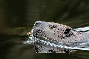 Provincial Park Prints: Beaver (Castor canadensis) at Costello Creek in Algonquin Provincial Park, Ontario, Canada