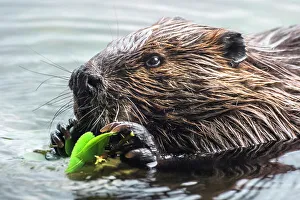 Rodents Prints: Beaver (Castor canadensis), Horseshoe Lake, Parry Sound, Ontario, Canada