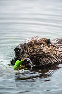 Rodents Prints: Beaver (Castor canadensis), Horseshoe Lake, Parry Sound, Ontario, Canada