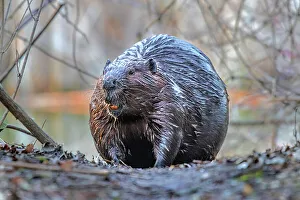 Toronto Prints: Beaver (Castor canadensis), Humber Bay Park, Toronto, Ontario, Canada
