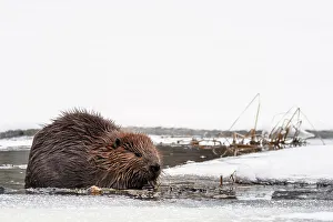Rodent Prints: Beaver (Castor canadensis) in winter on Costello Creek