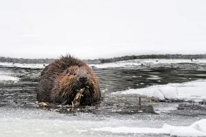Rodent Prints: Beaver (Castor canadensis) in winter on Costello Creek