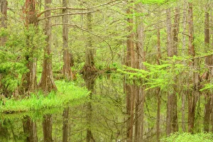 Swamps Prints: The Beaver Pond, near Bayou Castine