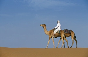 Nomad Prints: A Bedu rides his camel along the crest of a sand dune in the desert