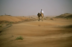 Nomad Prints: A Bedu rides his camel amongst the sand dunes in the desert