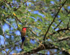 Images Dated 14th December 2010: Bee-eater, Lake Albert (Albert Nyanza), Uganda, East Africa