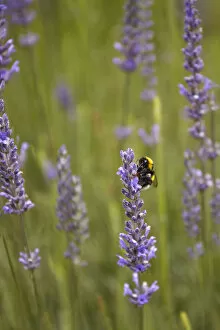 Images Dated 22nd April 2021: Detail of a bee on a lavender plant flower, San Martin de los Andes, Argentina