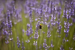 Detail of a bee on a lavender plant flower, San Martin de los Andes, Argentina