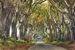 Images Dated 3rd March 2021: Beech alley - United Kingdom, Northern Ireland, Antrim, Armoy, The Dark Hedges