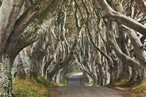 Beech alley - United Kingdom, Northern Ireland, Antrim, Armoy, The Dark Hedges